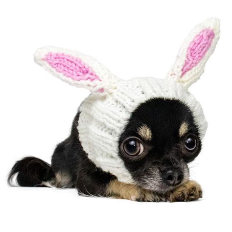 Are Rabbit Ears Safe For Dogs