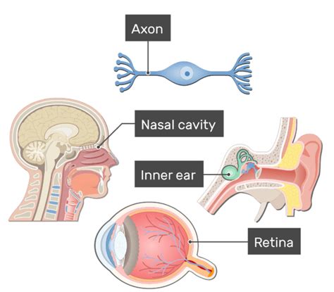 Bipolar Neurons - Structure and Functions