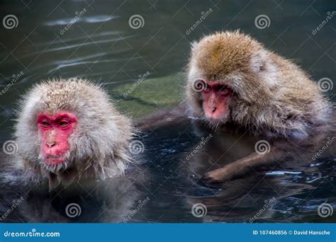 Japanese Macaques in the Hot Springs Stock Photo - Image of protection, face: 107460856