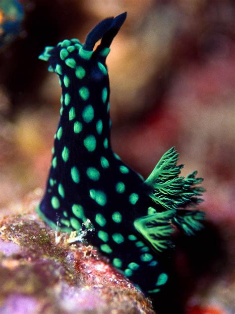 This colorful sea slug looks like a trippy horse | Sea slug, Pictures of sea creatures, Ocean ...