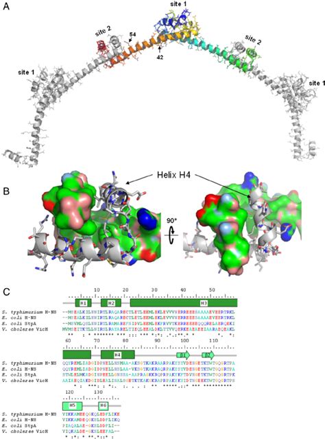 Structural basis for H-NS oligomerization. A , An oligomer of three ...