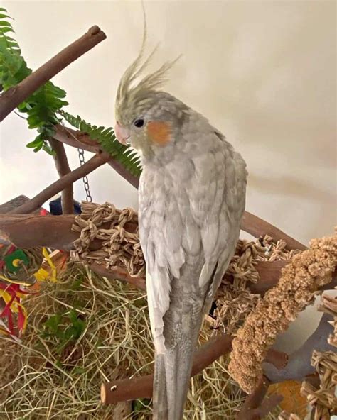 10 Cockatiel Colors Varieties & Mutations (With Pictures) - Pet Care Stores