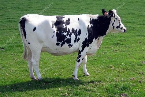 Pictures : friesians | Holstein Friesian cattle. Holstein Friesians. Dairy cattle. Black and ...