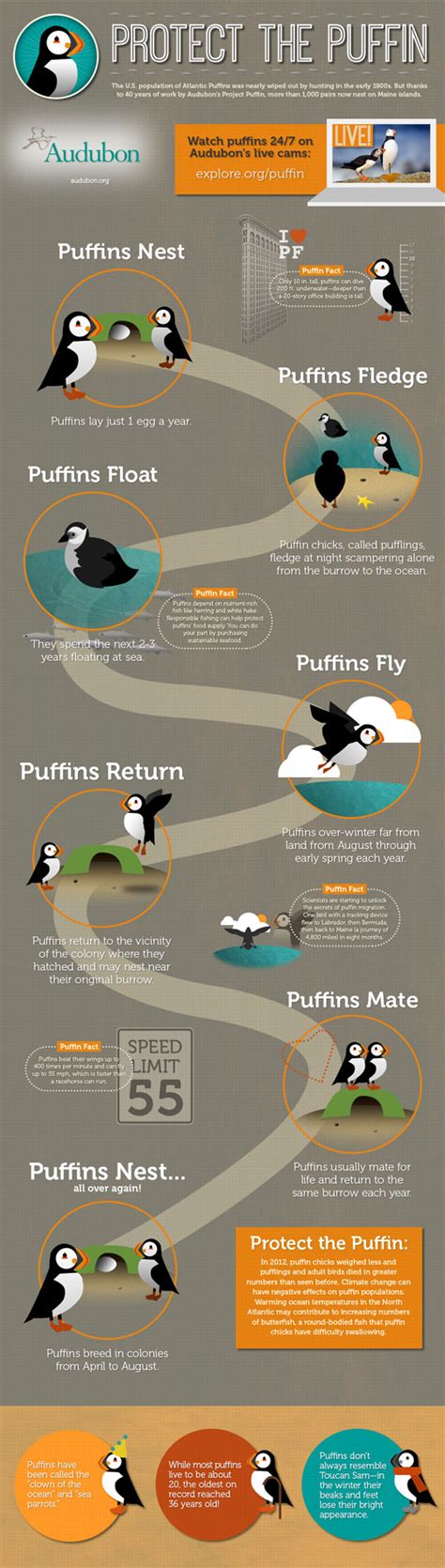 Protect the Puffin Infographic Raises Awareness for a Threatened Species