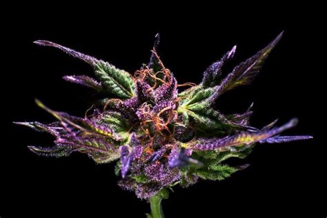 Vente de graines de cannabis régulières d'Original Granddaddy Purple de Grand Da