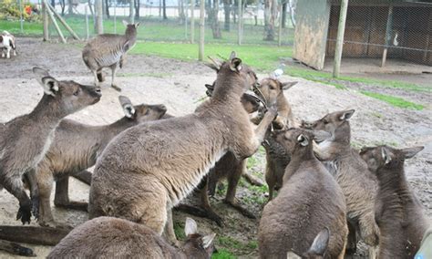 Ballarat Wildlife Park Pass - Ballarat Wildlife Park | Groupon