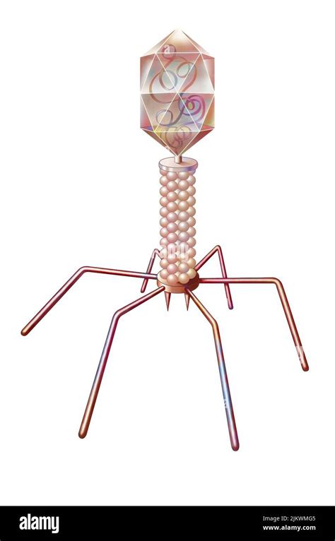 Bacteriophage t4 Cut Out Stock Images & Pictures - Alamy