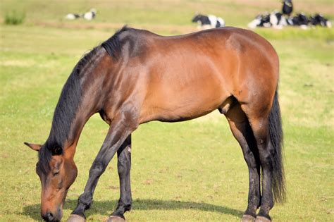 Grazing Horse Free Stock Photo - Public Domain Pictures