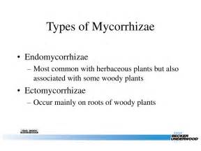 PPT - What are Mycorrhizal Fungi? PowerPoint Presentation - ID:211240