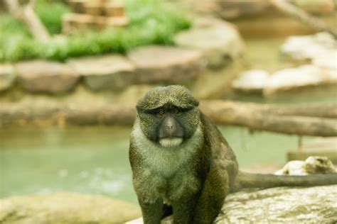 Allen's Swamp Monkey | The Smithsonian’s National Zoo recent… | Flickr