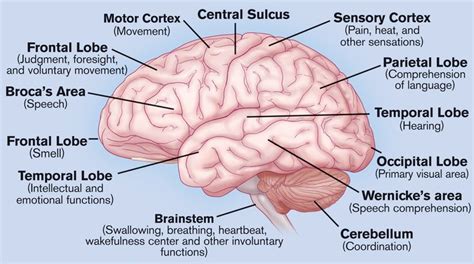 What do the different parts of your brain control... well, here you go ...