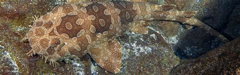 Spotted Wobbegong - Georgia Aquarium