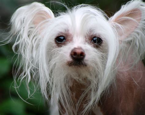 Chinese Crested Dog Puppies For Sale Chinese Crested Dog Puppies For | Dog Breeds Picture