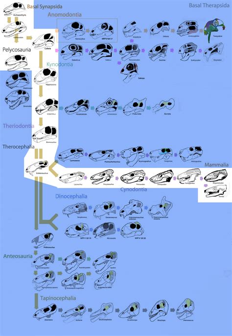 Basal Therapsids and Mammals - Skulls