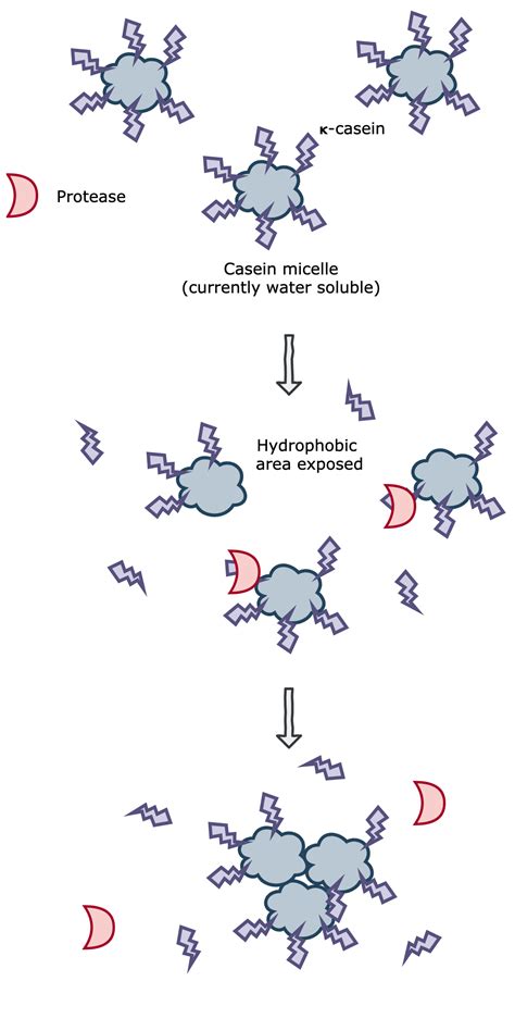 Protease assay: experiment 1 | Controlled Mold