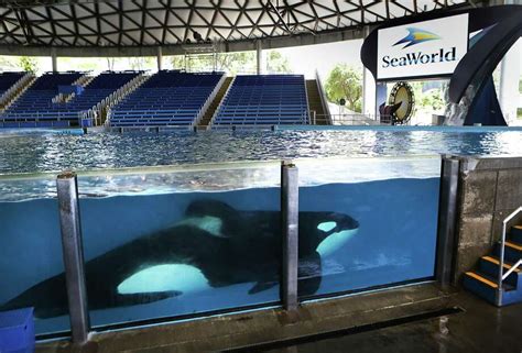 A sanctuary to correct mistakes with orcas in captivity - San Antonio ...