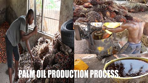 Palm oil production process #2 - Al Hariri Group