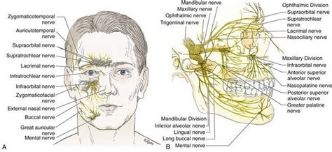 Regional Anesthesia of the Head | Facial nerve, Supraorbital nerve, Maxillary nerve