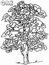 Free Oak Tree coloring Page  Download Print Or Color Online For sketch template