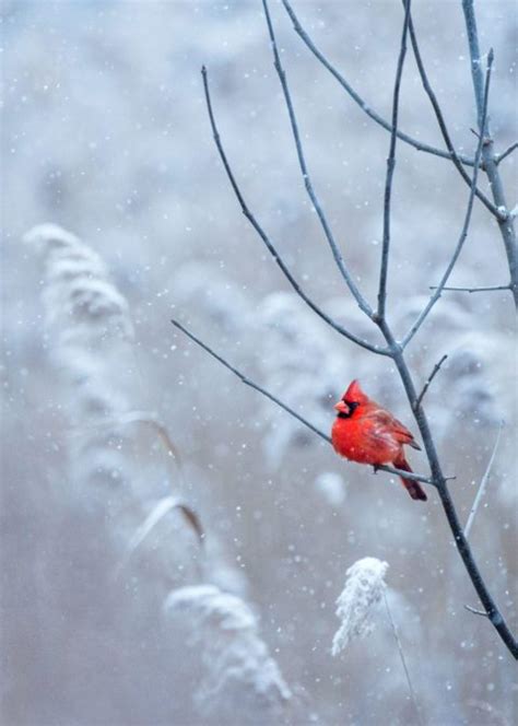 Add Spark to Your Winter Bird Photography With These Pro Tips | Living ...