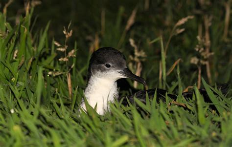 New paper on Manx shearwater migration – Annette Fayet