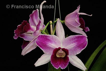 Brazil Orchid Photo Tours