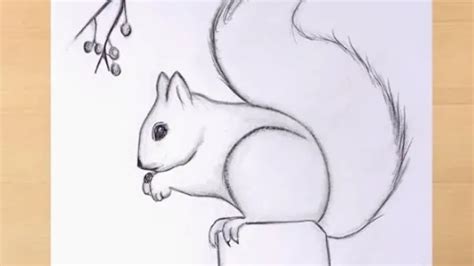 how to draw a squirrel step by step very easy / cute squirrel drawing // pencil drawing - YouTube