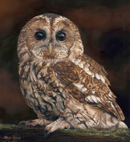 Tawny Owl - White Sails Gallery