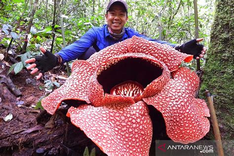 Rafflesia Arnoldii hidup di hutan belantara Sumatera Selatan - ANTARA News Bengkulu