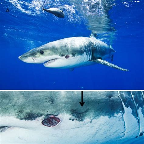 Cookiecutter Shark Takes Bite Out of Great White | Live Science