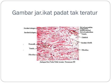 Free Download 74+ Gambar Jaringan Ikat Padat Terbaik - Gambar