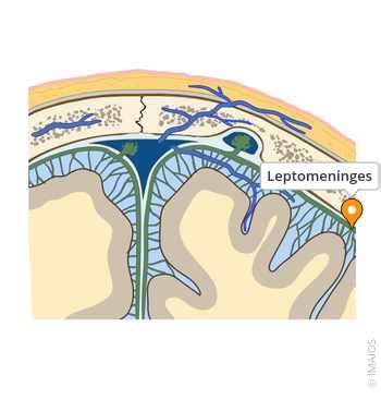 Leptomeninges - e-Anatomy - IMAIOS