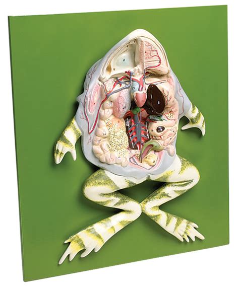 FROG DISSECTION - Eduscience