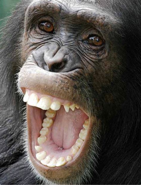 Pin by john yarbrough on TEETH MONKEYS | Smiling animals, Great ape, Monkeys funny