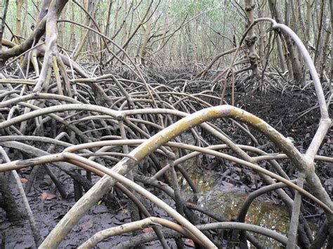 Mangrove Swamp - Climate Adaptation Explorer