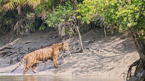 Sundarban Wildlife Photography Tour - 3 Nights 4 Days