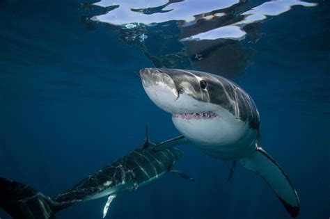 Biggest great white shark ever? Pictures show monster creature in Mexico next to tiny cage divers