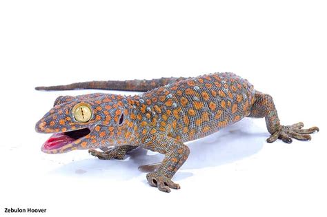 Tokay Gecko (Gekko gecko) Known as the Tuko, by the locals from the ...