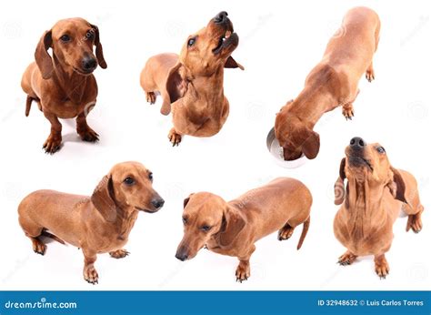 Dog poses stock photo. Image of white, small, equipment - 32948632