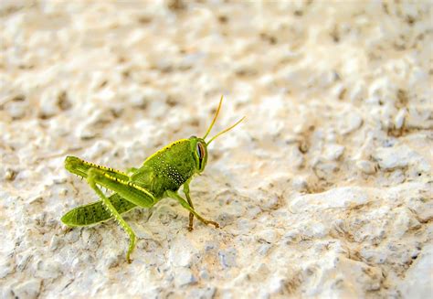 Free Images : fauna, invertebrate, grasshopper, locust, macro photography, organism, arthropod ...