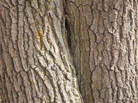 oak+tree+bark+1.jpg (1600×1200) | Theatre Makeup! | Pinterest