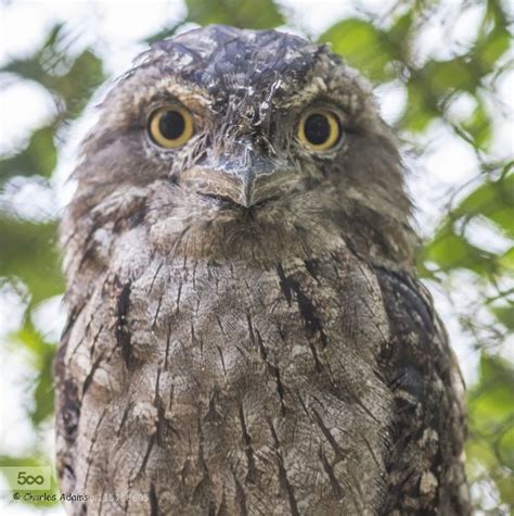 Tawny Frogmouth Owl