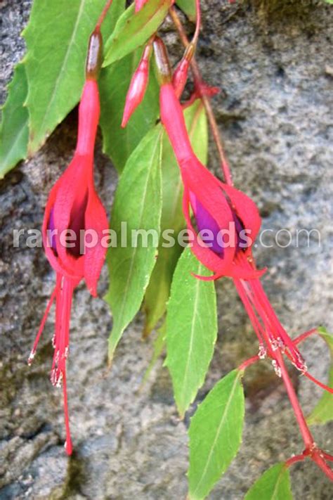 Fuchsia magellanica – Buy seeds at rarepalmseeds.com