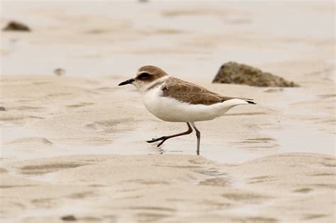 A Twitcher's Tale: KENTISH PLOVER