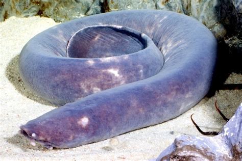 Hagfish – "OCEAN TREASURES" Memorial Library