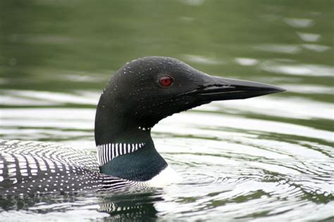 Minnesota State Bird: The Common Loon