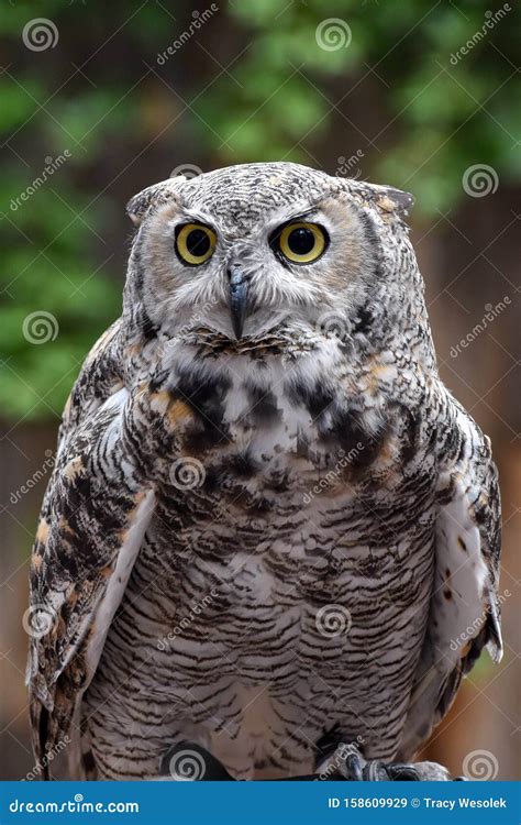 Great Horned Owl Eyes Stock Images - Download 1,409 Royalty Free Photos