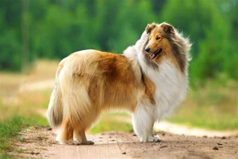 Top 10 Most Quiet Dog Breeds In The World With Details