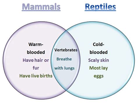 Learning Ideas - Grades K-8: Mammals and Reptiles Venn Diagram