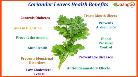 Benefits Of Coriander For Digestion - health benefits